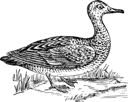Illustration for Gadwall, engraved simple vector illustration - Royalty Free Image