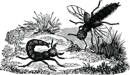 Ilustración de Cócteles insectos, ilustración vectorial simple grabado - Imagen libre de derechos