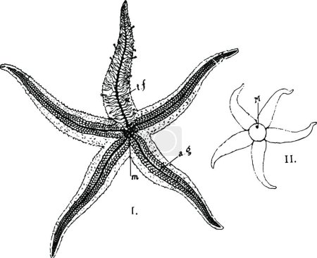 Ilustración de Estrella de mar, ilustración vectorial simple grabada - Imagen libre de derechos