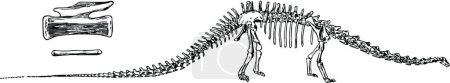 Ilustración de Diplodocus, ilustración vectorial simple grabada - Imagen libre de derechos