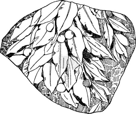 Ilustración de Laurel Diseño Fragmento encontrado en relieve de mármol romano - Imagen libre de derechos