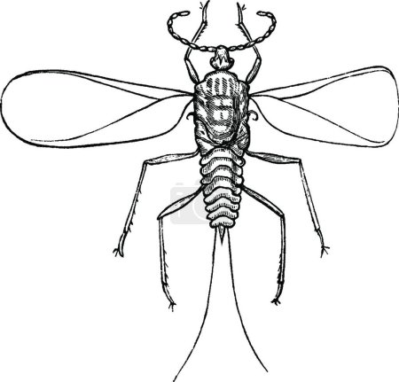 Ilustración de Ilustración cochinilla, grabada simple vector - Imagen libre de derechos