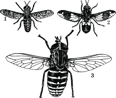 Téléchargez les illustrations : Horseflies, illustration vectorielle simple gravée - en licence libre de droit