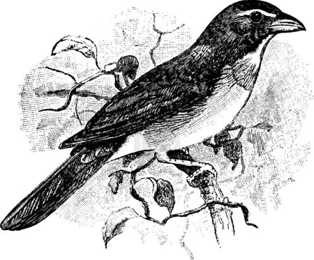 Ilustración de Saltator, ilustración vectorial simple grabada - Imagen libre de derechos