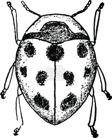 Illustration for Coccinella, engraved simple vector illustration - Royalty Free Image