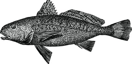 Illustration for Croaker fish, black and white simple vector illustration - Royalty Free Image