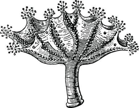 Illustration for Lucernaria, engraved simple vector illustration - Royalty Free Image