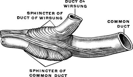 Ilustración de Esfínter del conducto biliar, ilustración simple grabada del vector - Imagen libre de derechos
