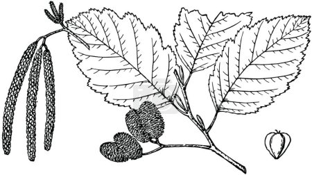 Illustration for Branch of Alnus Oregon, engraved simple vector illustration - Royalty Free Image
