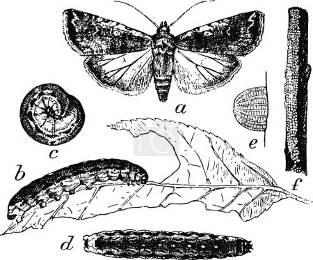 Ilustración de Polilla Larva y Huevos, ilustración vectorial simple grabada - Imagen libre de derechos