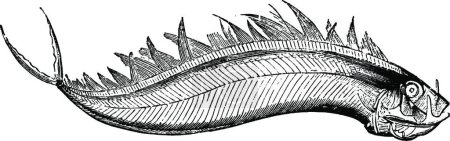 Téléchargez les illustrations : Dealfish, illustration vectorielle simple gravée - en licence libre de droit