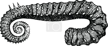 Ilustración de Ancyloceras, ilustración simple grabada del vector - Imagen libre de derechos