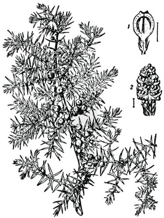 Illustration for Juniper tree, engraved simple vector illustration - Royalty Free Image