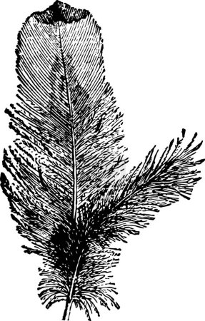 Ilustración de Plomilla, ilustración vectorial simple grabada - Imagen libre de derechos