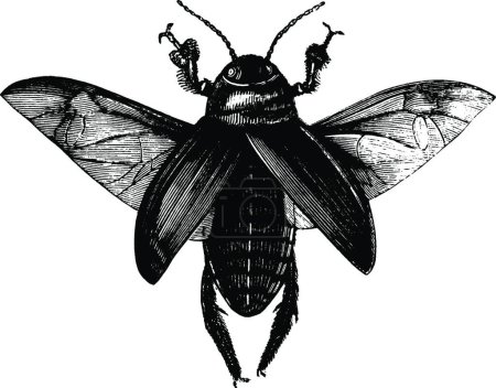 Illustration for Beetle, engraved simple vector illustration - Royalty Free Image