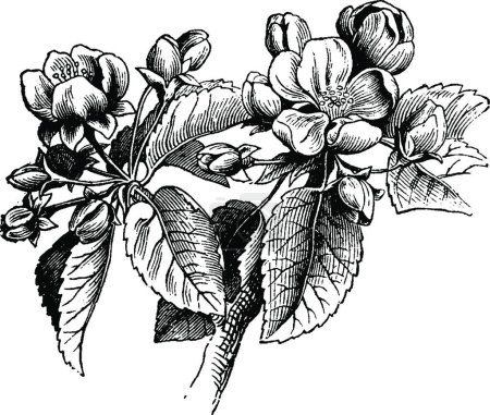 Téléchargez les illustrations : Fleurs de pomme, illustration vectorielle simple gravée - en licence libre de droit