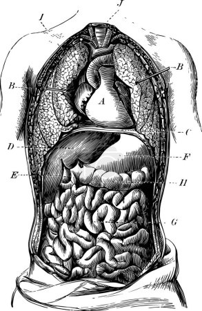 Ilustración de Órganos del torso, ilustración vectorial simple grabada - Imagen libre de derechos