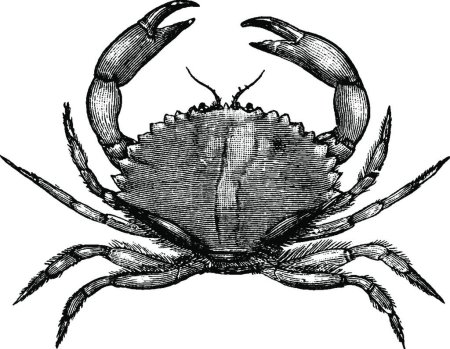 Ilustración de "California Rock Crab, vintage illustration." - Imagen libre de derechos