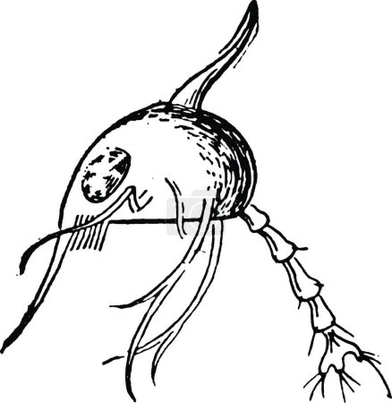 Téléchargez les illustrations : Crabe, illustration vectorielle vintage - en licence libre de droit
