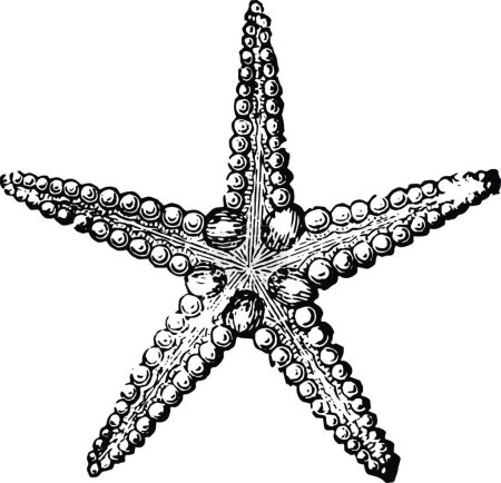 Ilustración de Estrella de mar, ilustración vectorial vintage - Imagen libre de derechos