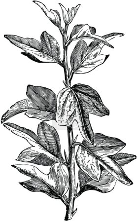 Ilustración de Rama de Curdrania Triloba en la ilustración del vector vintage del estado juvenil - Imagen libre de derechos