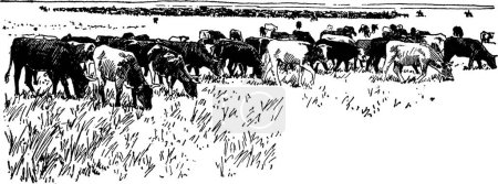 Illustration for Cattle, vintage vector illustration - Royalty Free Image