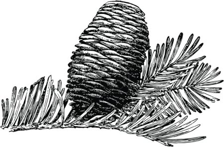 Téléchargez les illustrations : Illustration vectorielle vintage Grand Fir Tree Cone - en licence libre de droit