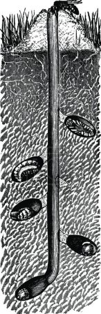 Ilustración de Andrena, ilustración vectorial vintage - Imagen libre de derechos