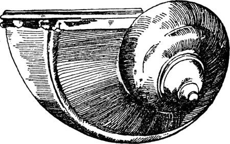 Téléchargez les illustrations : Coquille d'escargot utilisé pendant la Renaissance comme illustration vectorielle de récipient à boire - en licence libre de droit