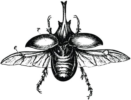 Ilustración de Escarabajo Centauro, ilustración vectorial vintage - Imagen libre de derechos