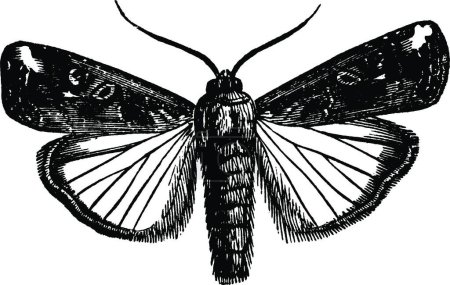 Ilustración de Laphygma, ilustración vectorial simple grabada - Imagen libre de derechos