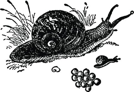 Illustration for Snail, vintage vector illustration - Royalty Free Image
