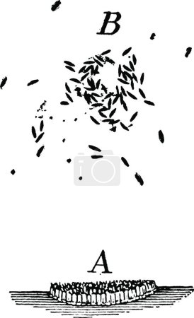 Ilustración de Mosquito Huevos negro y blanco vintage vector ilustración - Imagen libre de derechos
