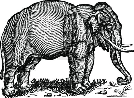 Illustration for Elephant, vintage vector illustration - Royalty Free Image