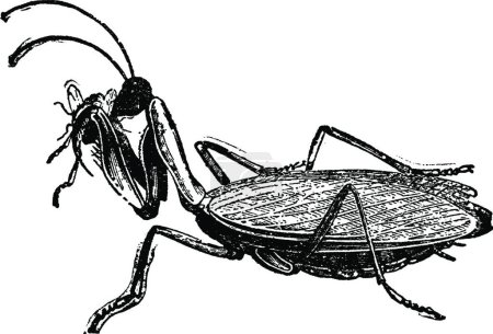 Ilustración de Ilustración vectorial Mantis en blanco y negro - Imagen libre de derechos