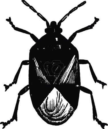 Ilustración de Flowerbug, ilustración de vector vintage - Imagen libre de derechos