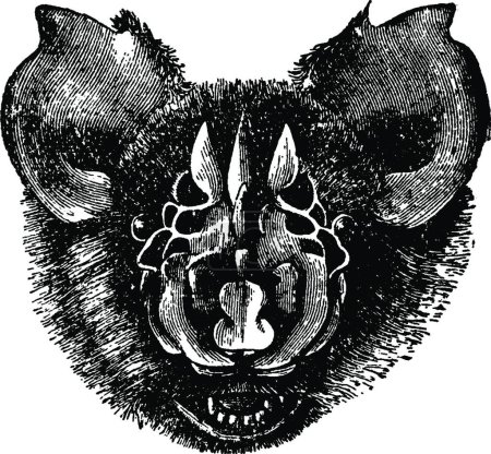 Illustration for Triaenops Persicus bat  vector illustration - Royalty Free Image