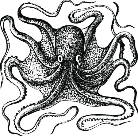 Illustration for Octopus black and white vintage vector illustration - Royalty Free Image