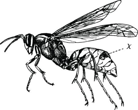 Illustration for Wasp black and white vintage vector illustration - Royalty Free Image