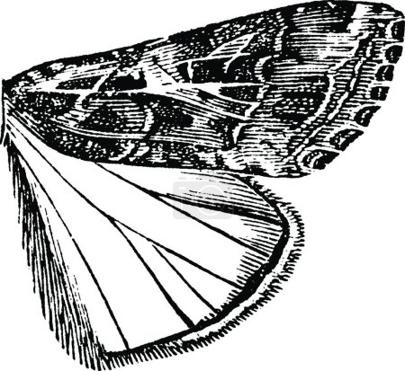 Ilustración de Owlet Moth, ilustración vectorial vintage - Imagen libre de derechos