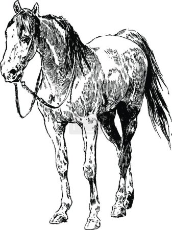 Téléchargez les illustrations : Illustration vectorielle vintage cheval noir et blanc - en licence libre de droit