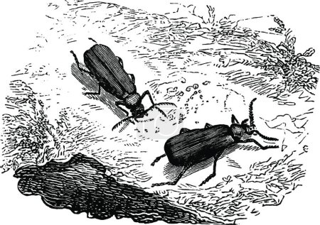 Ilustración de "Cardinal Beetle, vintage illustration." - Imagen libre de derechos