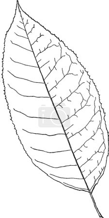 Téléchargez les illustrations : "Genus oxydendrum, D. C. (Sorrel Tree) vintage illustration. " - en licence libre de droit