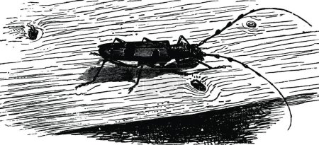 Ilustración de Rosalie Beetle, grabado en blanco y negro - Imagen libre de derechos