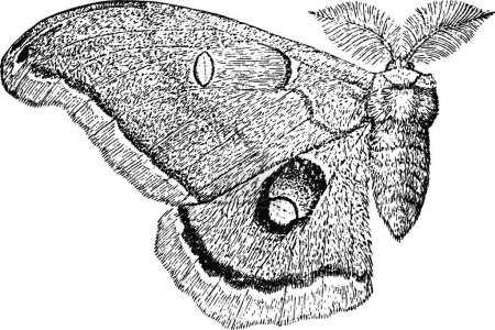 Illustration for Moth, vintage illustration. vector illustration - Royalty Free Image