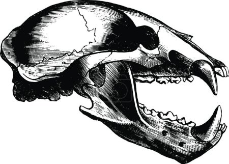 Illustration for "Wolf Skull, vintage illustration." - Royalty Free Image