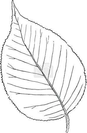 Téléchargez les illustrations : "Genus Viburnum, L. (Haw and Viburnum) vintage illustration. " - en licence libre de droit