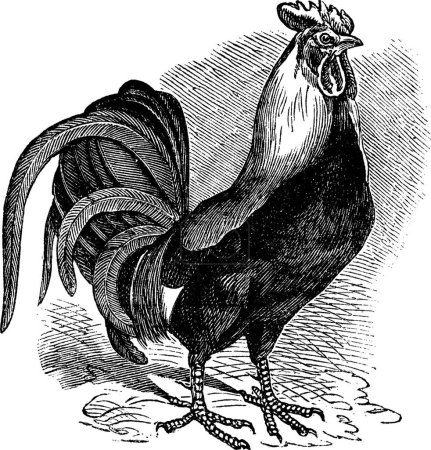 Illustration for "Rooster or Cockerel or Cock or Gallus gallus vintage engraving" - Royalty Free Image