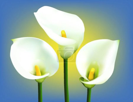 Illustration for Calla lilies, vector illustration simple design - Royalty Free Image