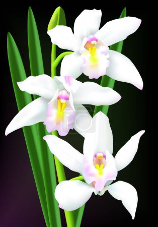 Illustration for White cymbidium orchids, vector illustration simple design - Royalty Free Image